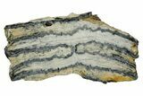 Mammoth Molar Slice With Case - South Carolina #377850-1